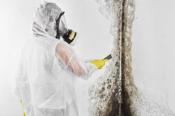 Best Attic Mold Removal  in Smithville, TN