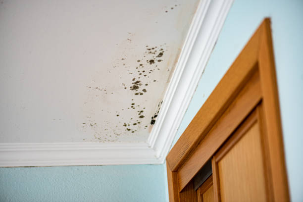 Best Mold Damage Repair  in Smithville, TN