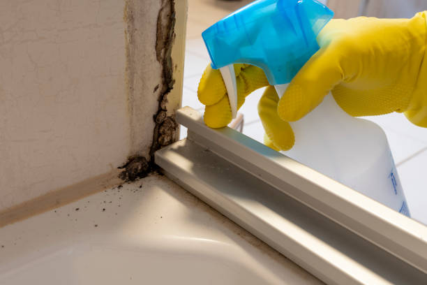 Best Local Mold Removal Service  in Smithville, TN