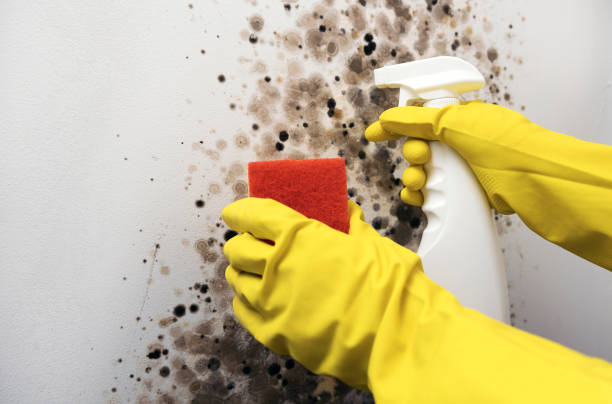 Best Toxic Mold Removal  in Smithville, TN