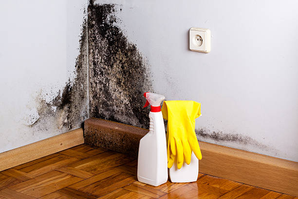 Certified Mold Removal in Smithville, TN