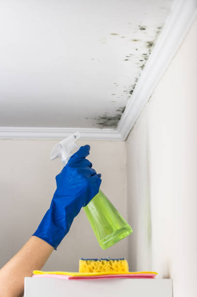 Best Certified Mold Removal  in Smithville, TN